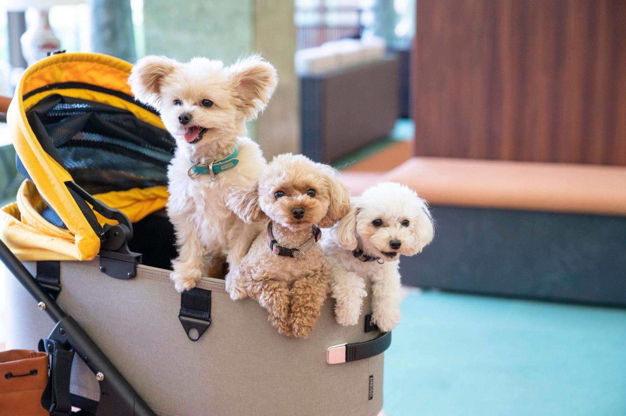 Izumigo Lake Hamana Dog Paradise Hotel Хамамацу Экстерьер фото